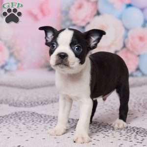 Joe, Boston Terrier Puppy
